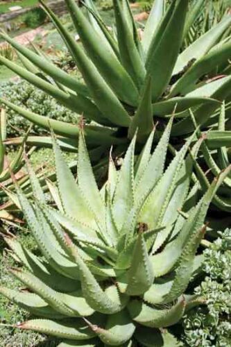 Tips for Growing Aloe Vera
